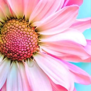 Meet your Posher, Joyce